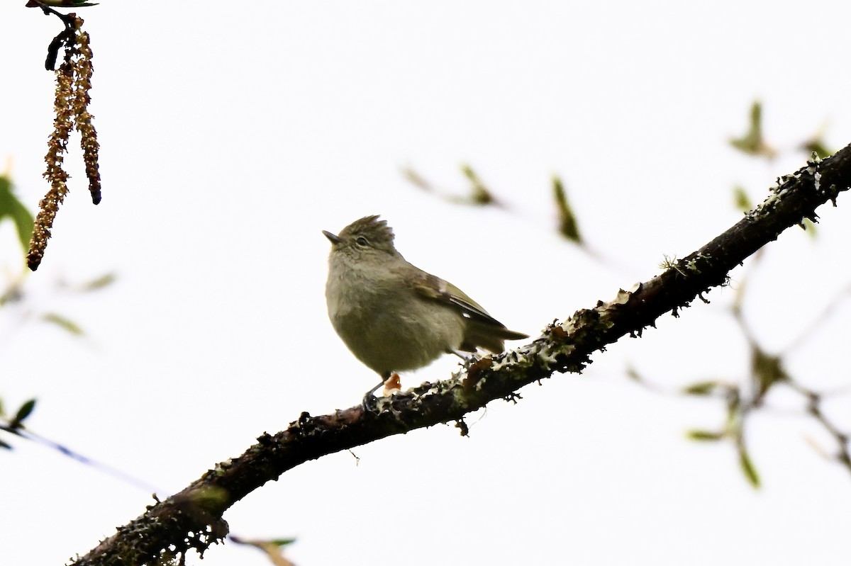 Yellow-browed Tit - ML637587543