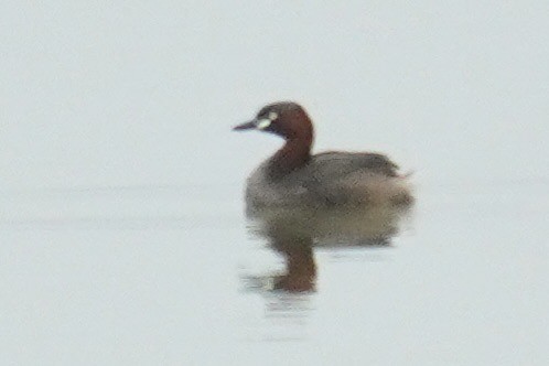 Txilinporta txikia (txikia) - ML637587547