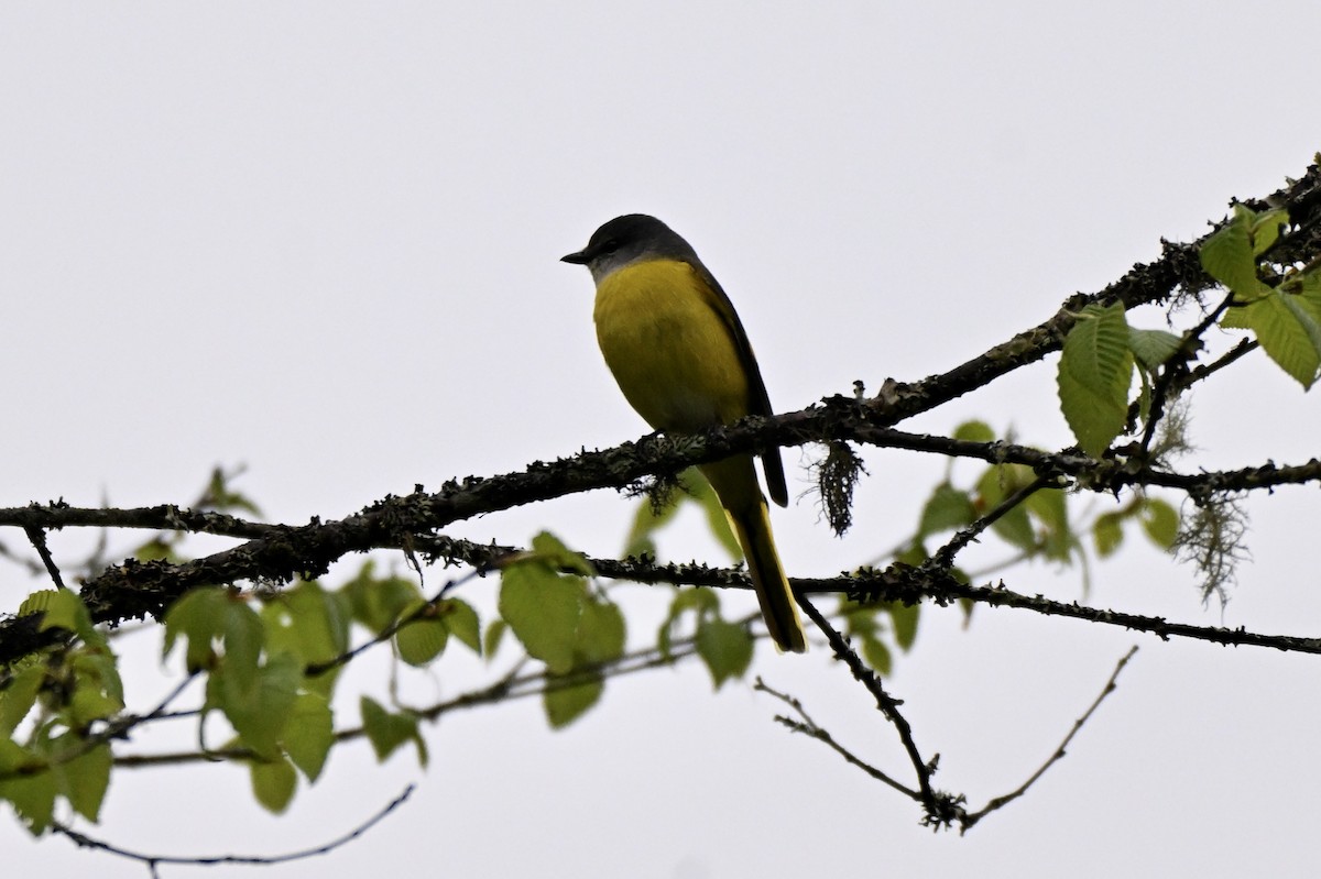 Long-tailed Minivet - ML637587550