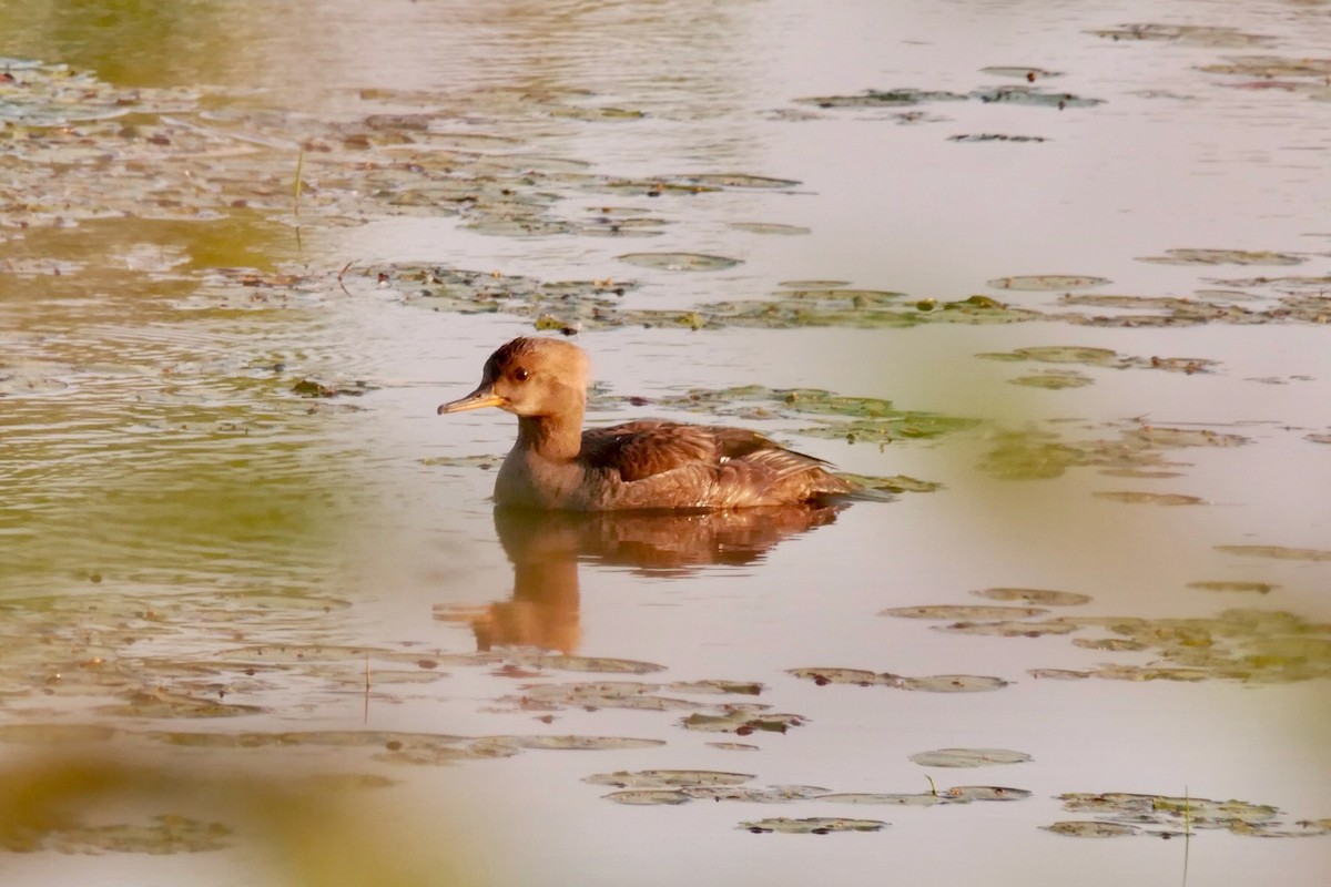 Hooded Merganser - ML637587555