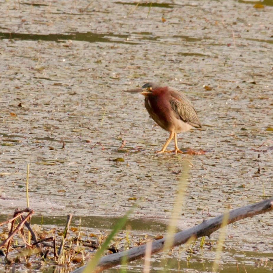 Green Heron - ML637587560