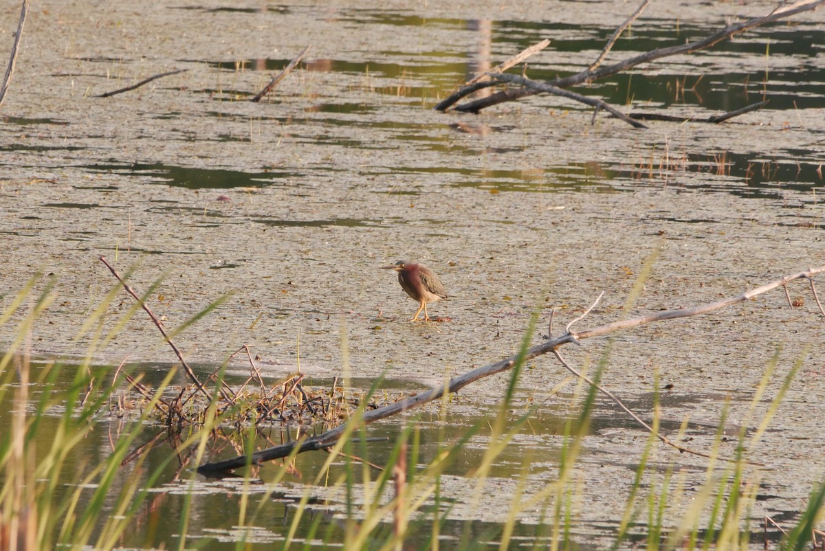 Green Heron - ML637587561