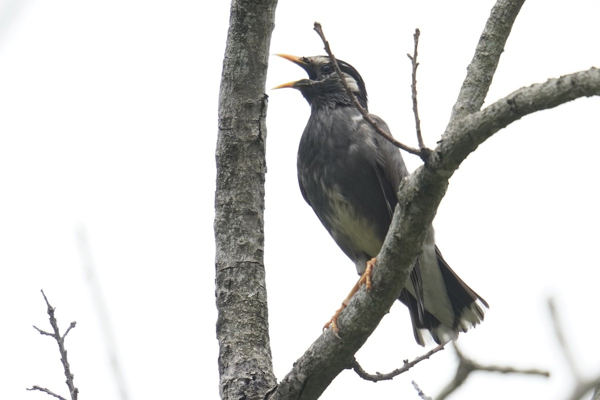 灰椋鳥 - ML637587562