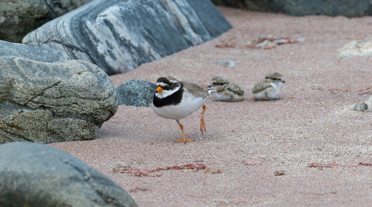 環頸鴴 - ML637587570