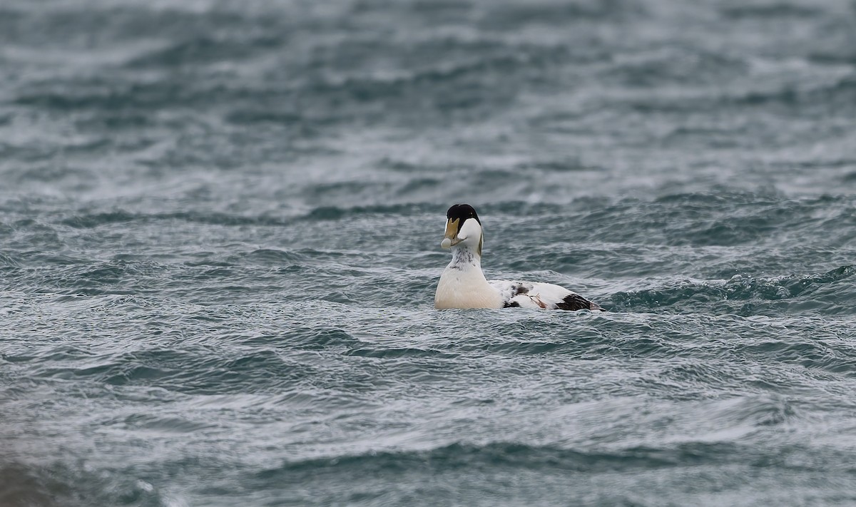 Common Eider - ML637587574