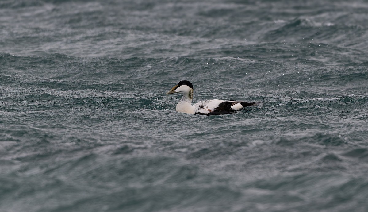 Common Eider - ML637587575