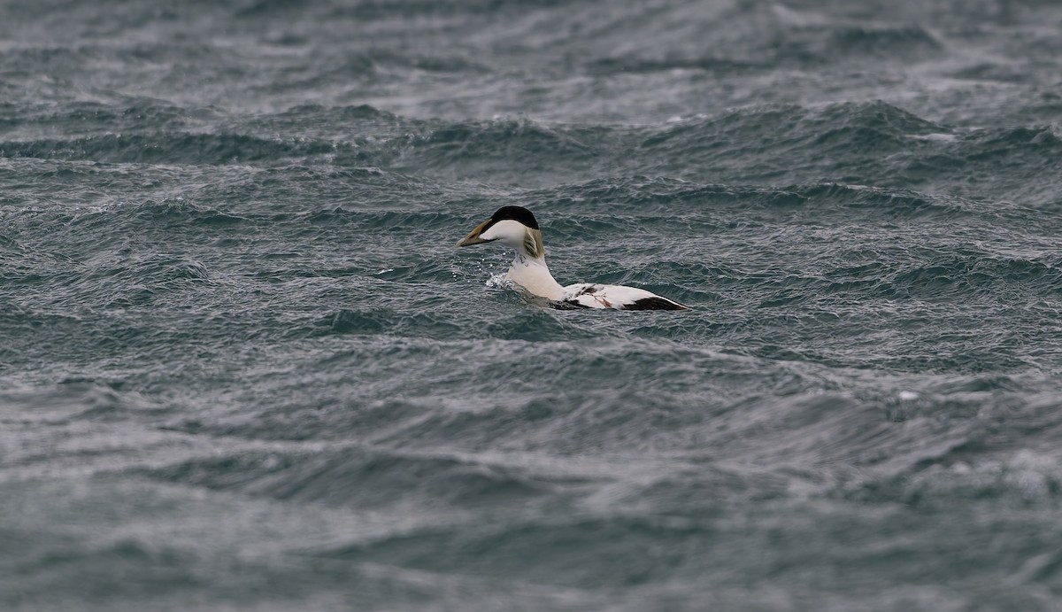 Common Eider - ML637587576