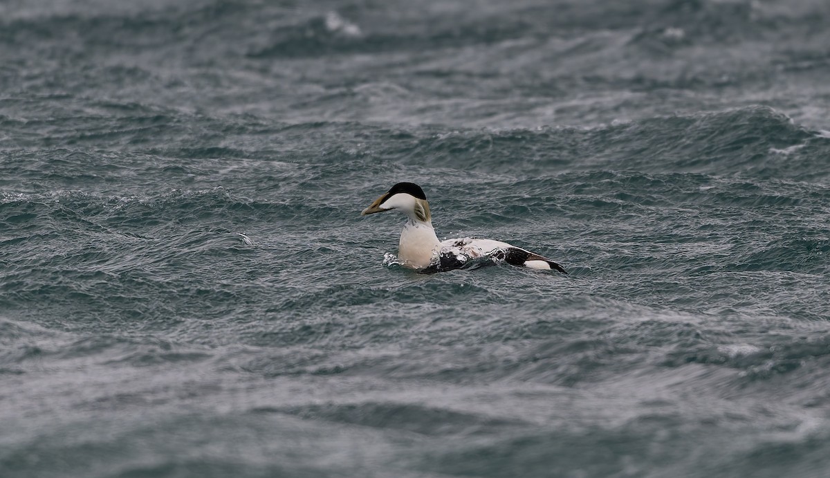 Common Eider - ML637587577