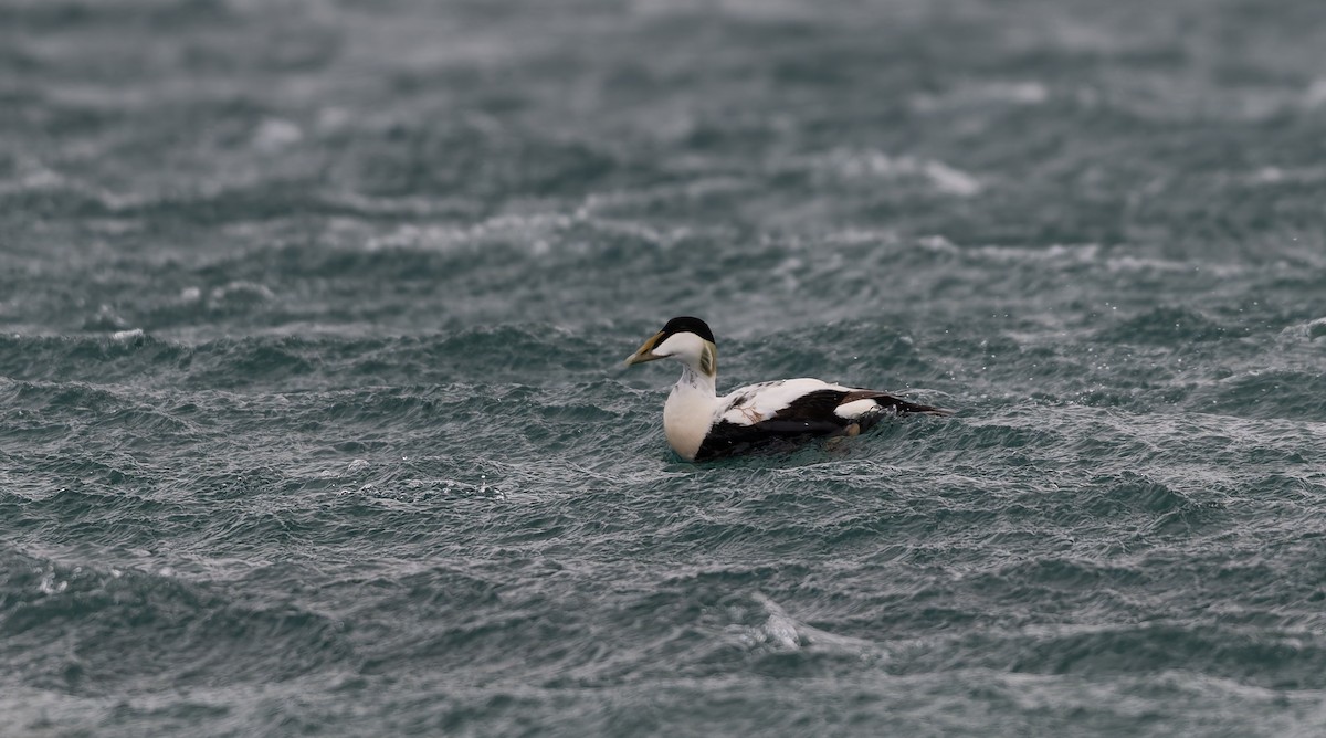 Common Eider - ML637587578