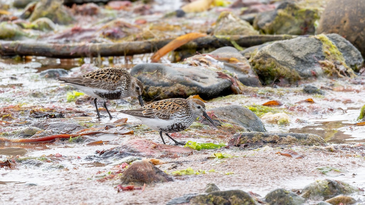 Dunlin - ML637587590