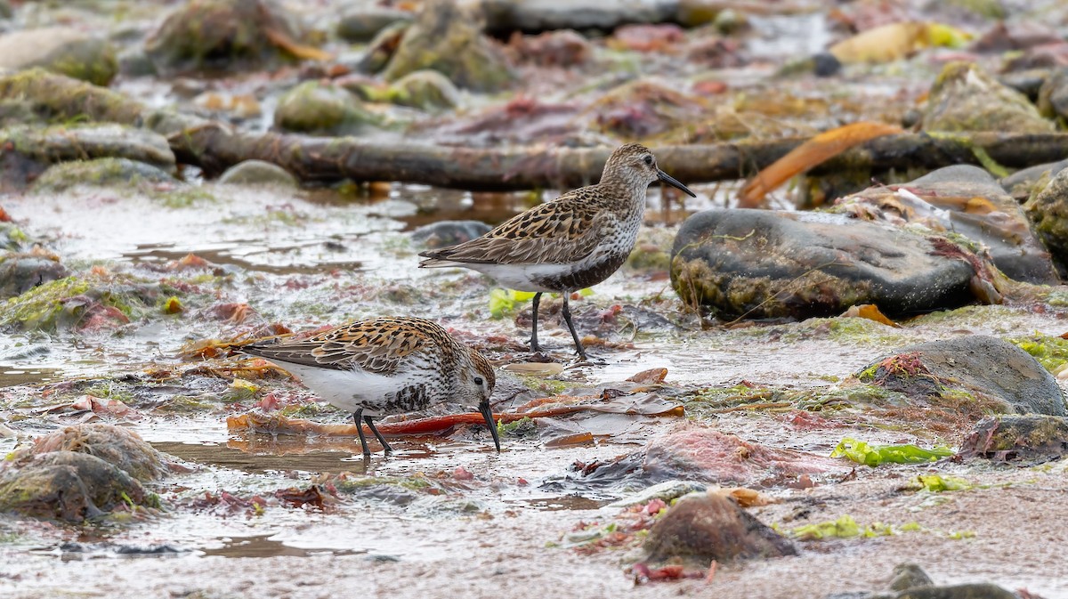 Dunlin - ML637587591
