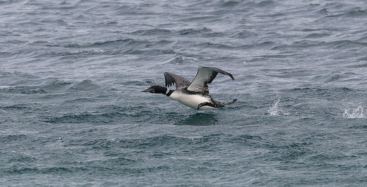 Common Loon - ML637587598