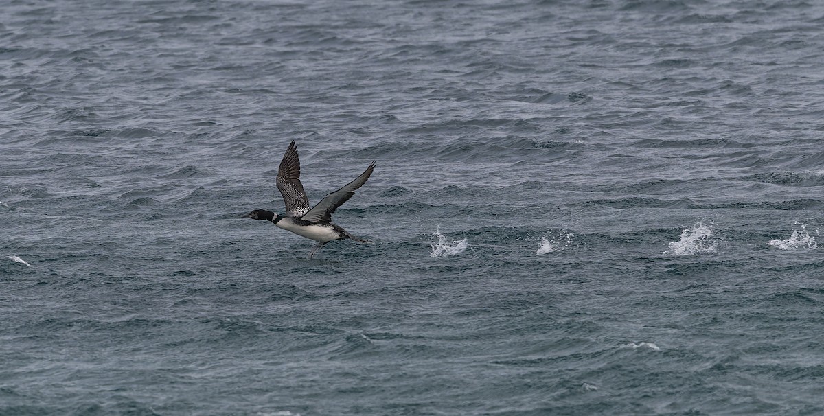Common Loon - ML637587602