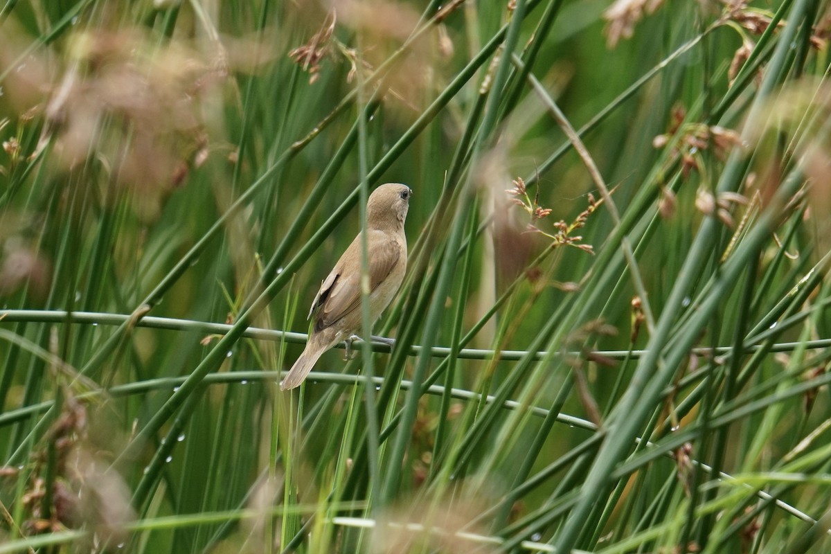 Scaly-breasted Munia (Scaled) - ML637587604