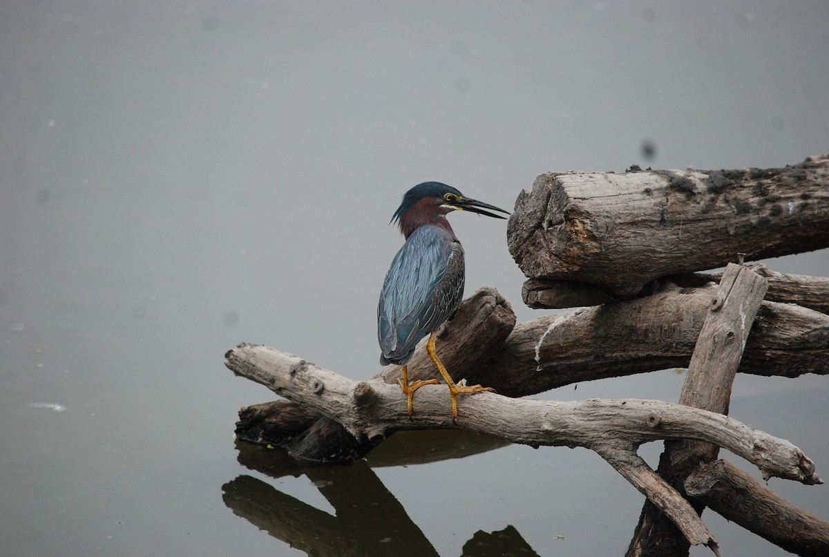 Green Heron - ML637587606