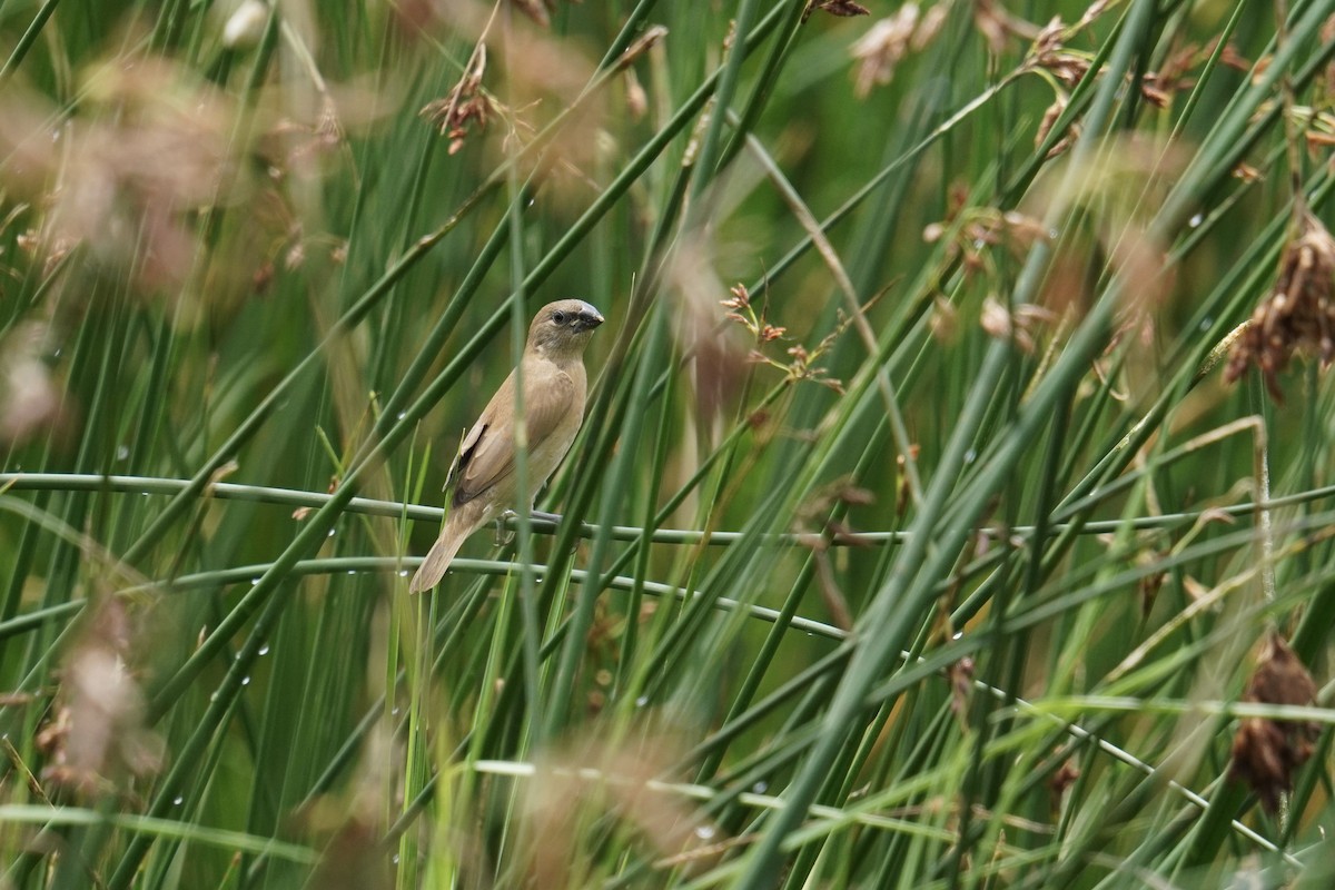 Scaly-breasted Munia (Scaled) - ML637587607