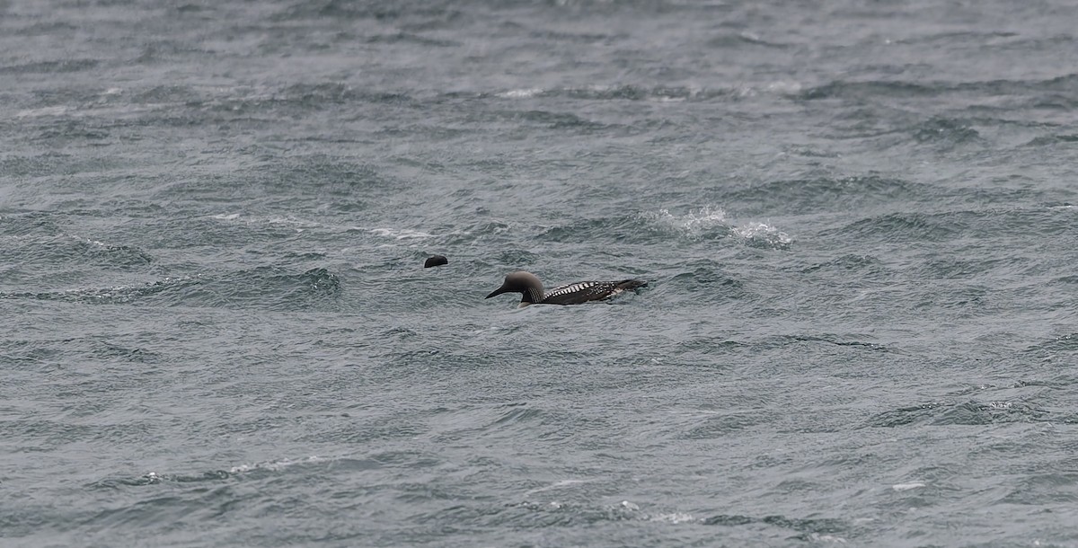 Arctic Loon - ML637587608