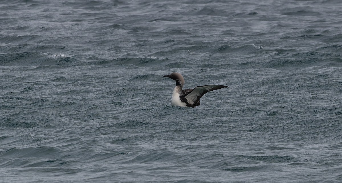 Arctic Loon - ML637587609