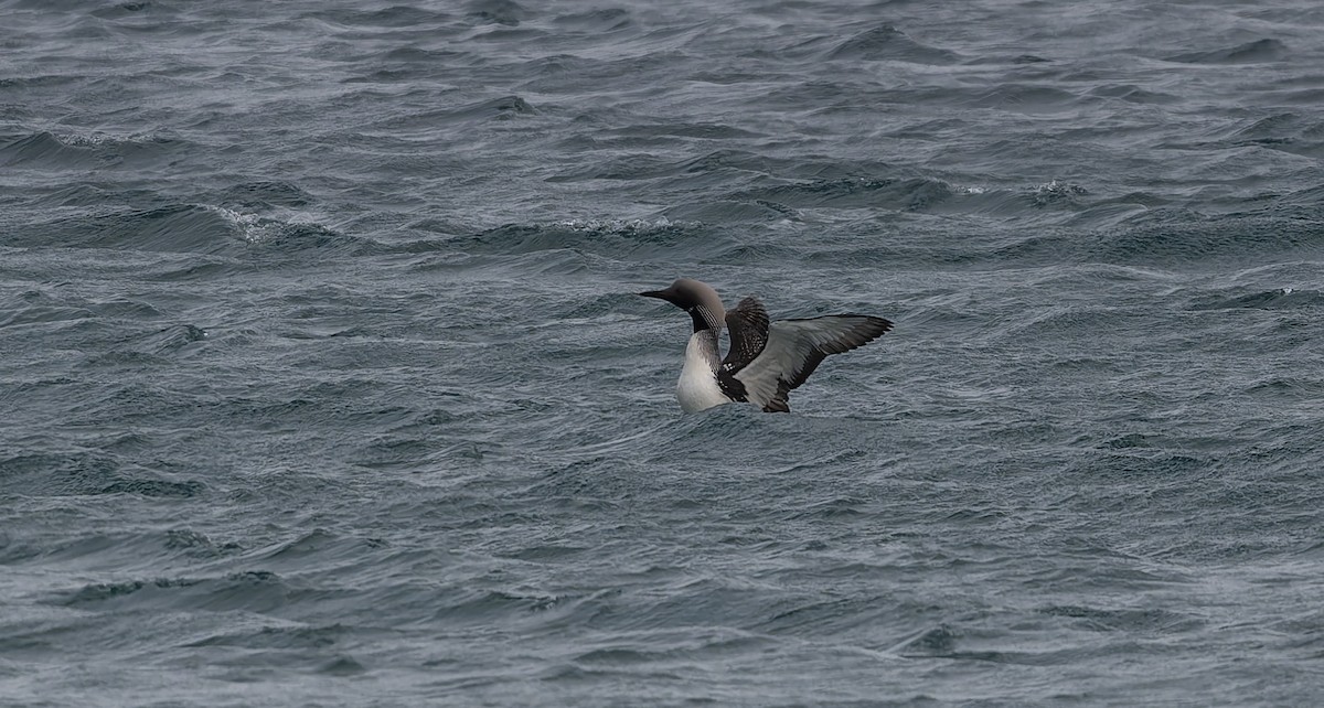 Arctic Loon - ML637587610