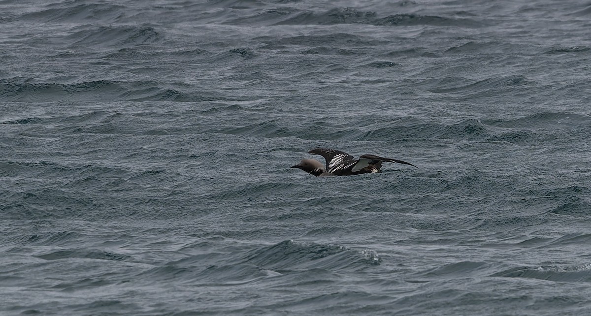 Arctic Loon - ML637587611