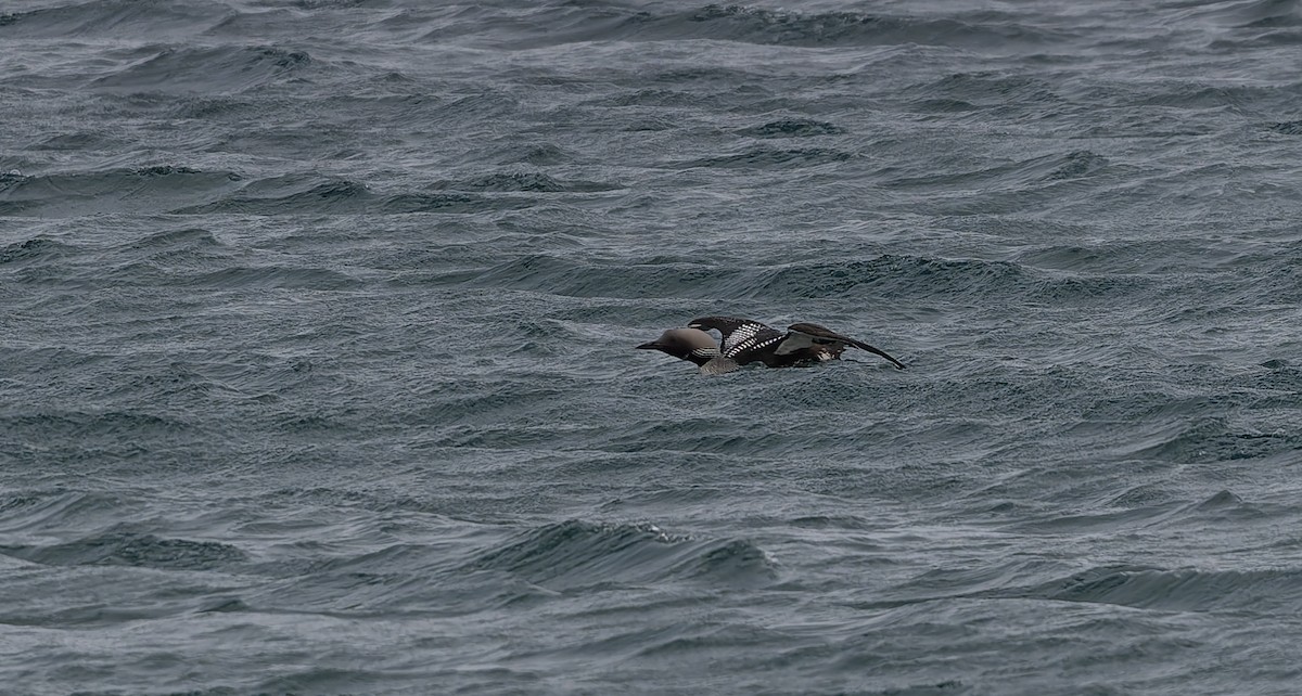 Arctic Loon - ML637587612