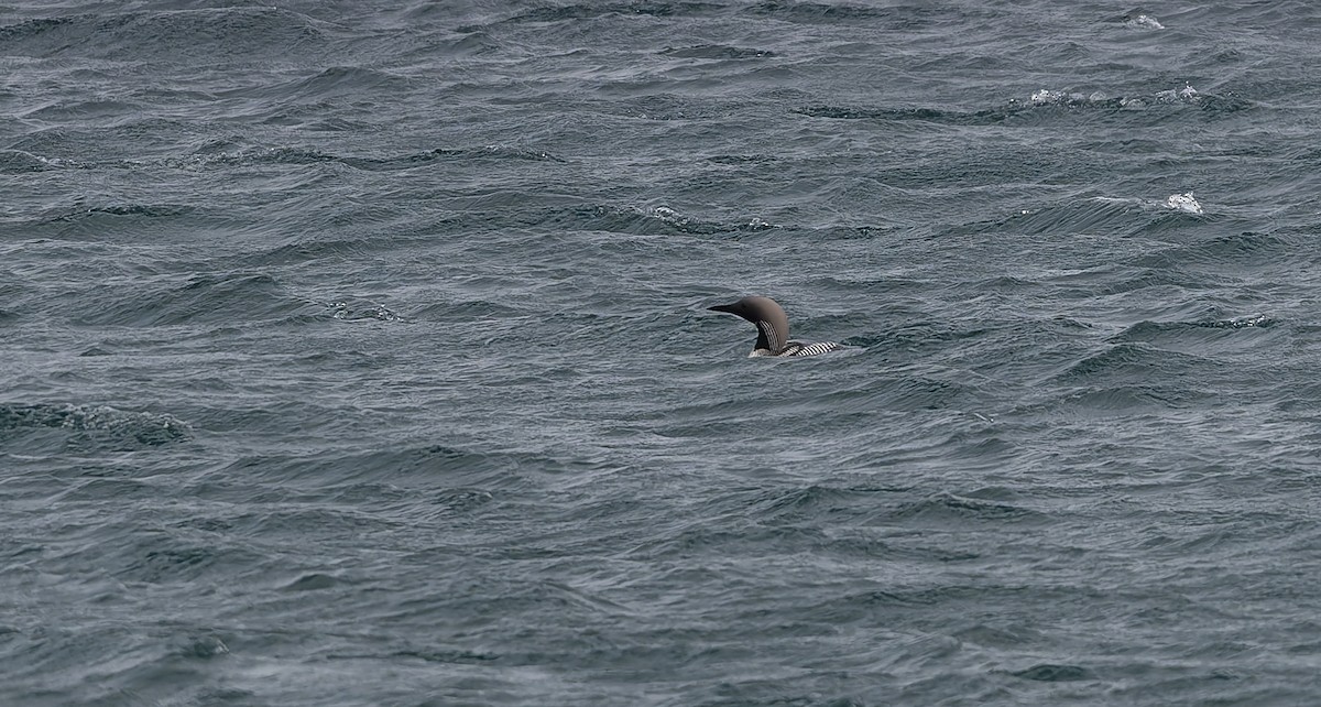 Arctic Loon - ML637587613