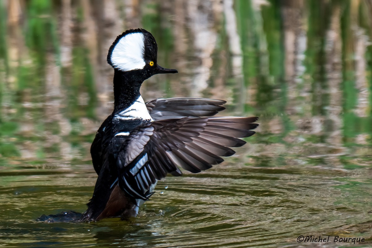 Hooded Merganser - ML637587615