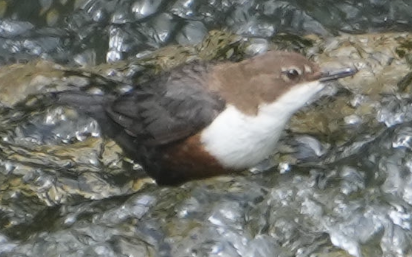 White-throated Dipper - ML637587616