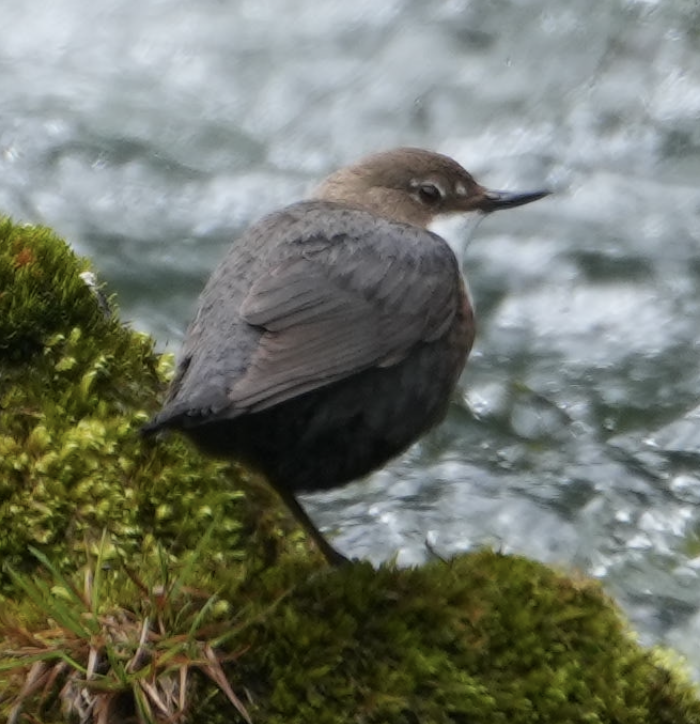 White-throated Dipper - ML637587617