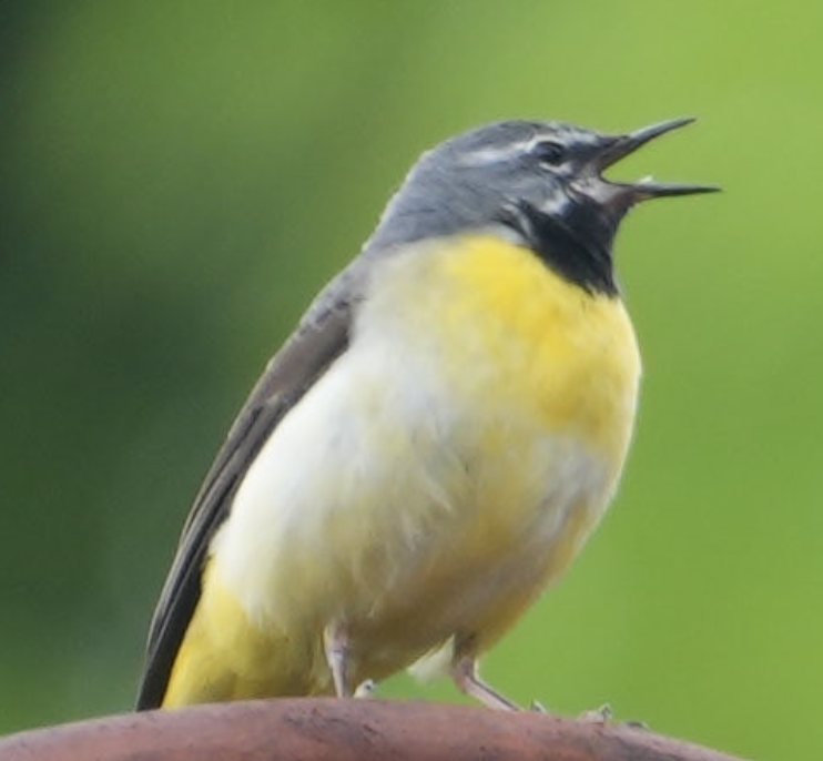 Gray Wagtail - ML637587619