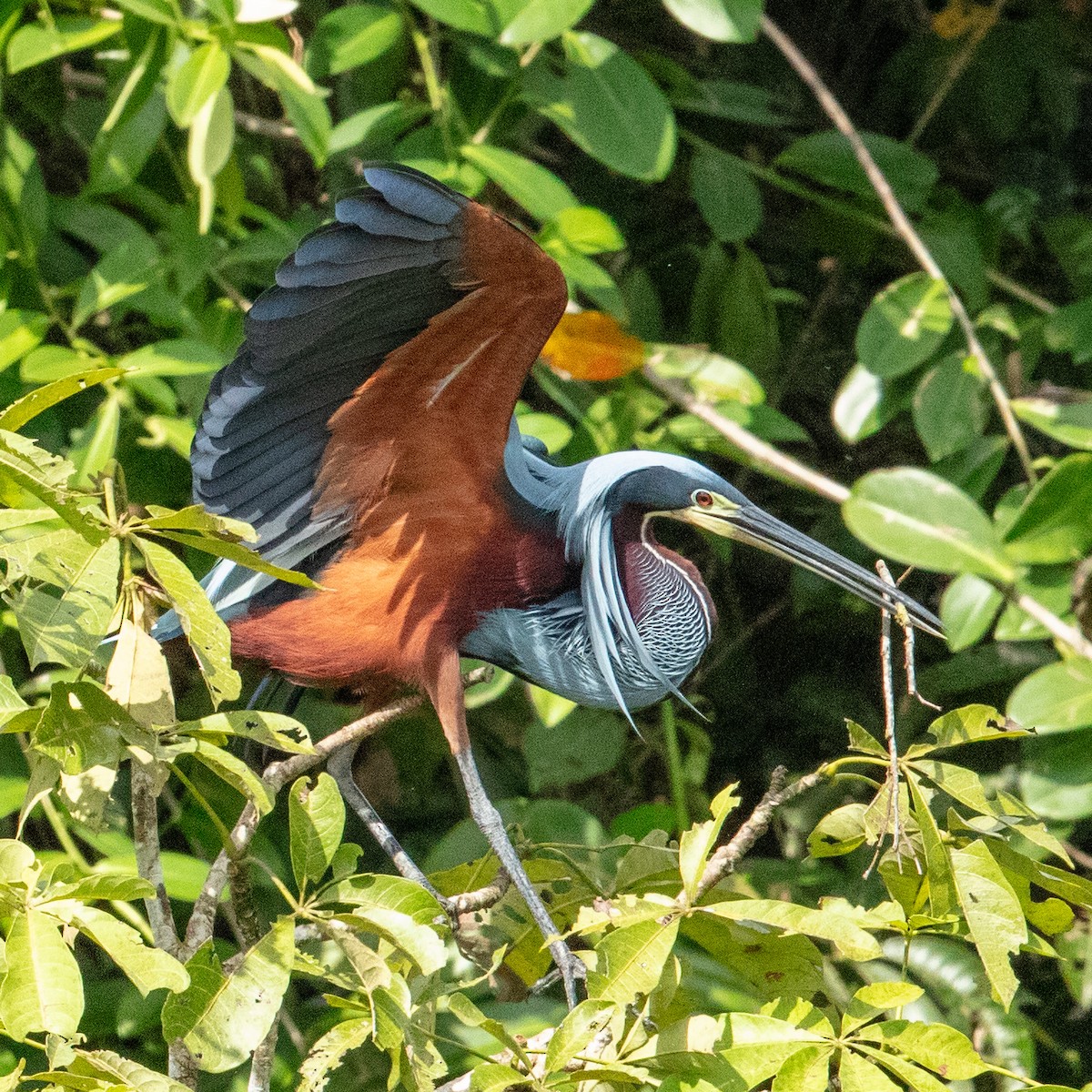 Agami Heron - ML637587620