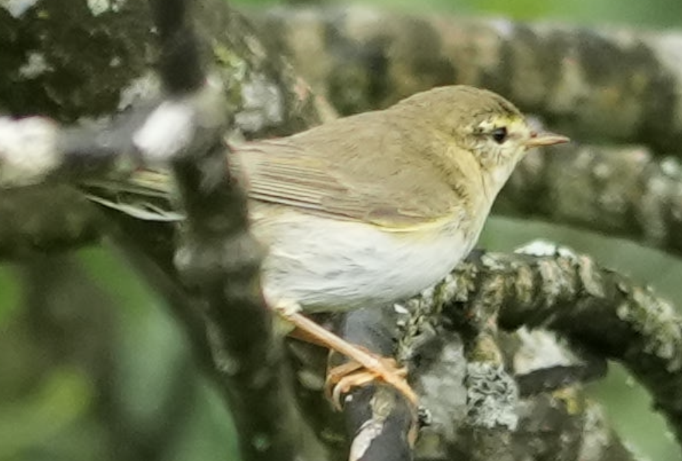 Willow Warbler - ML637587621