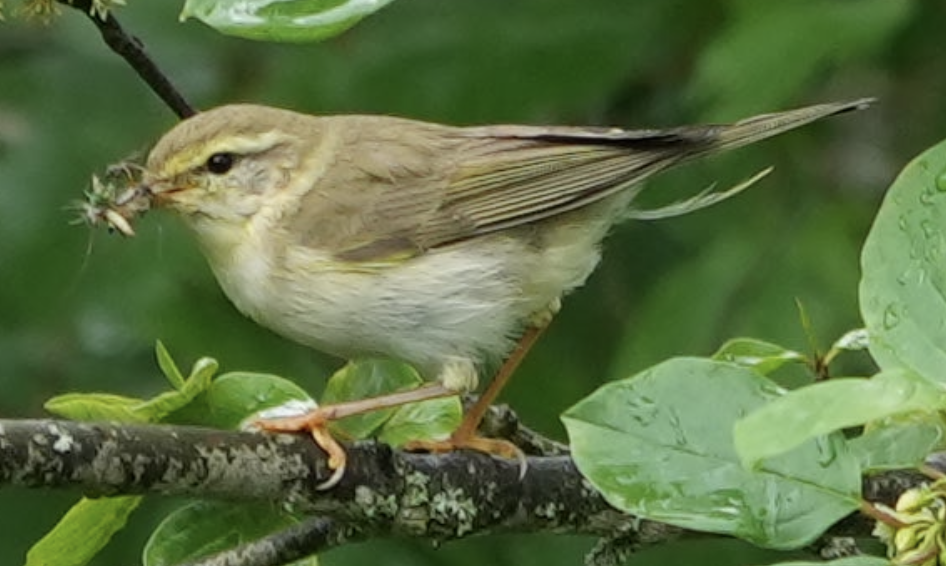 Willow Warbler - ML637587622