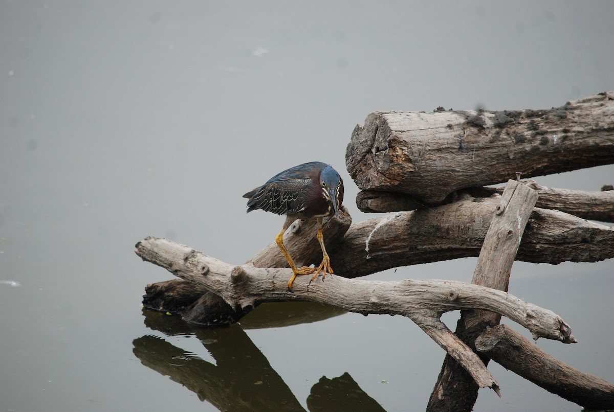 Green Heron - ML637587623