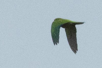 Crimson-fronted Parakeet - ML637587624