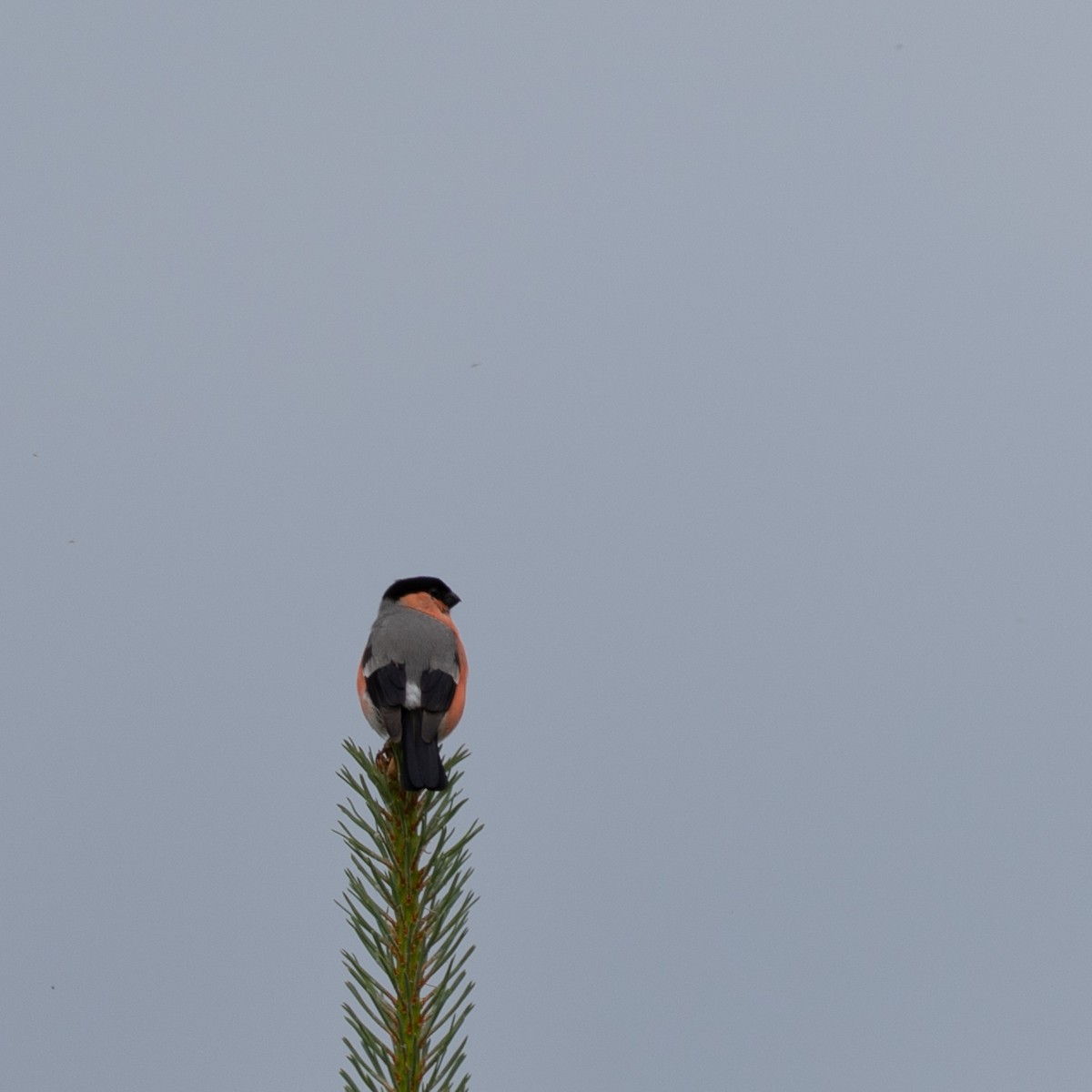 Eurasian Bullfinch - ML637587626