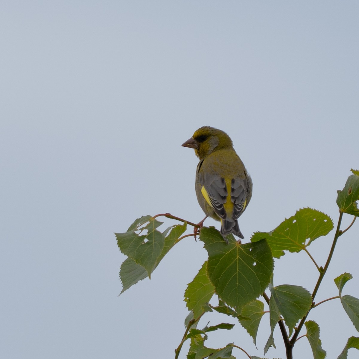 European Greenfinch - ML637587627
