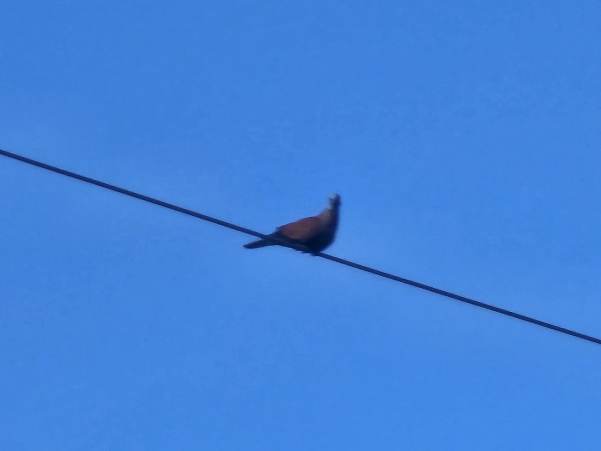 Red Collared-Dove - ML637587629