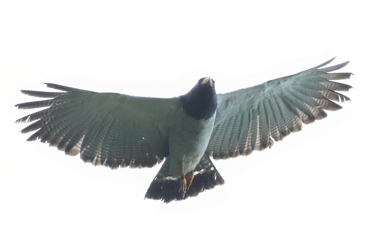 Barred Hawk - ML637587630
