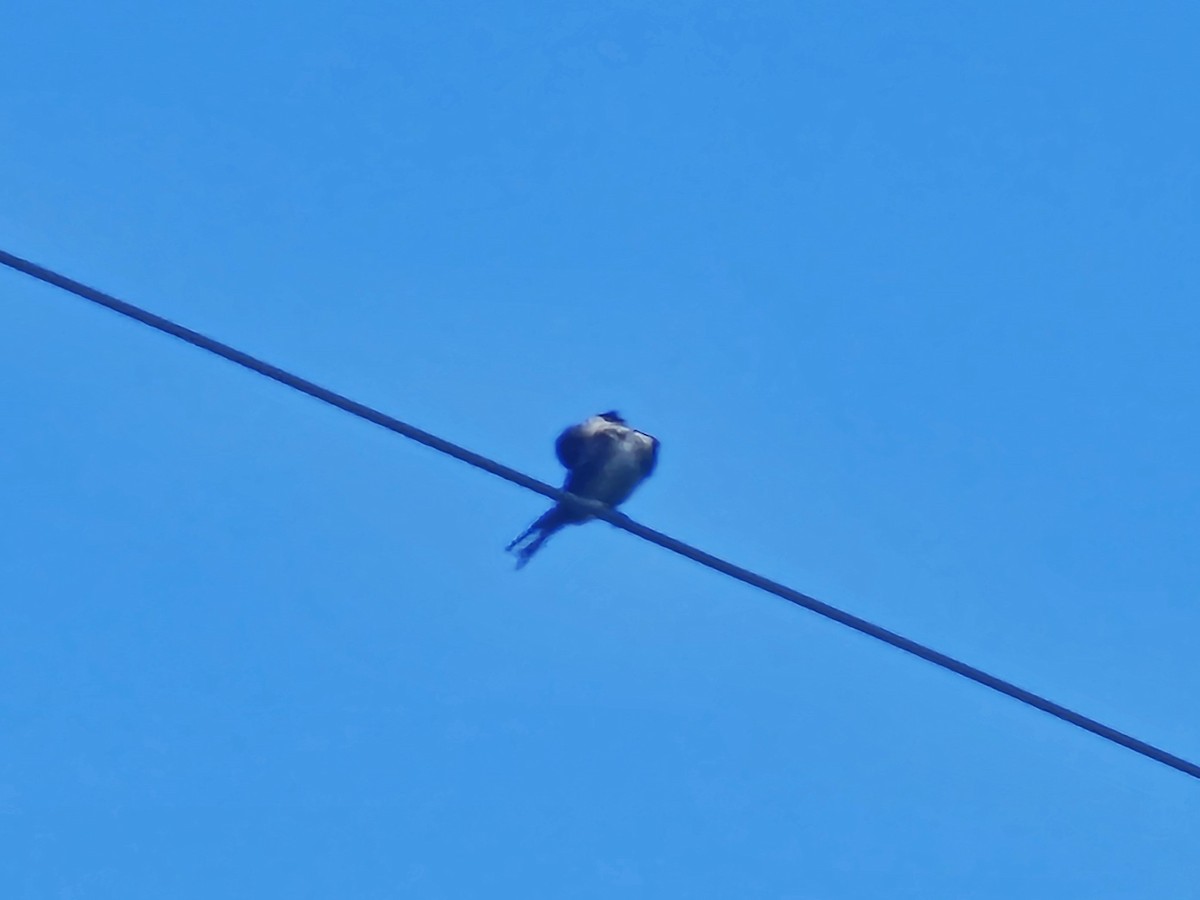 Eastern Red-rumped Swallow - ML637587632