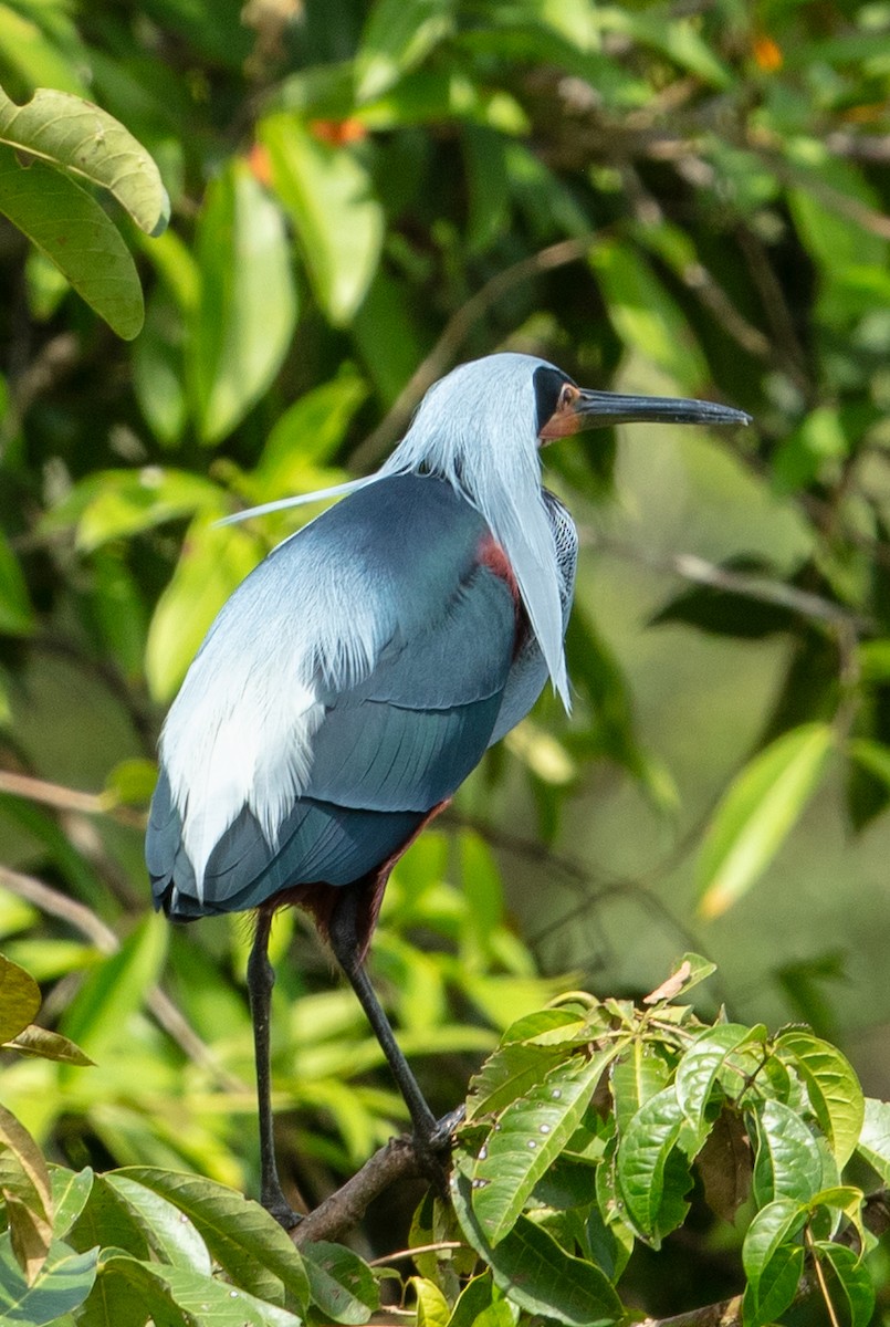 Agami Heron - ML637587638