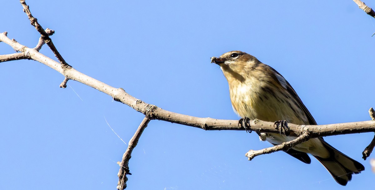 Yellow-rumped Warbler - ML637587647