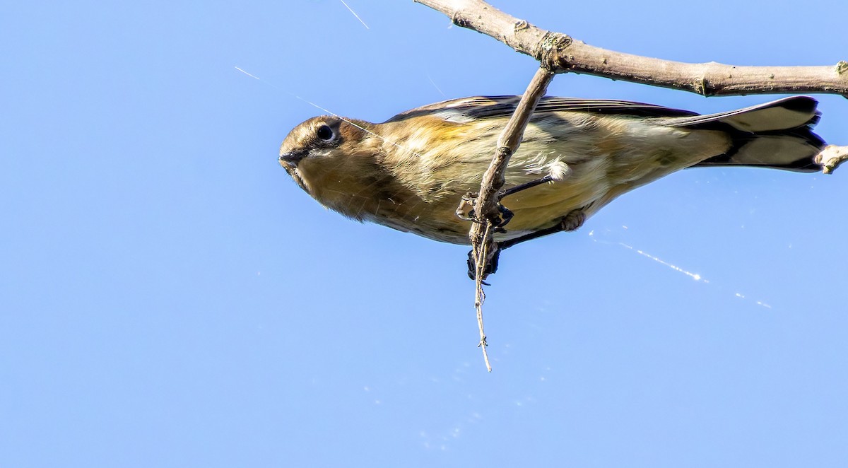 Yellow-rumped Warbler - ML637587648