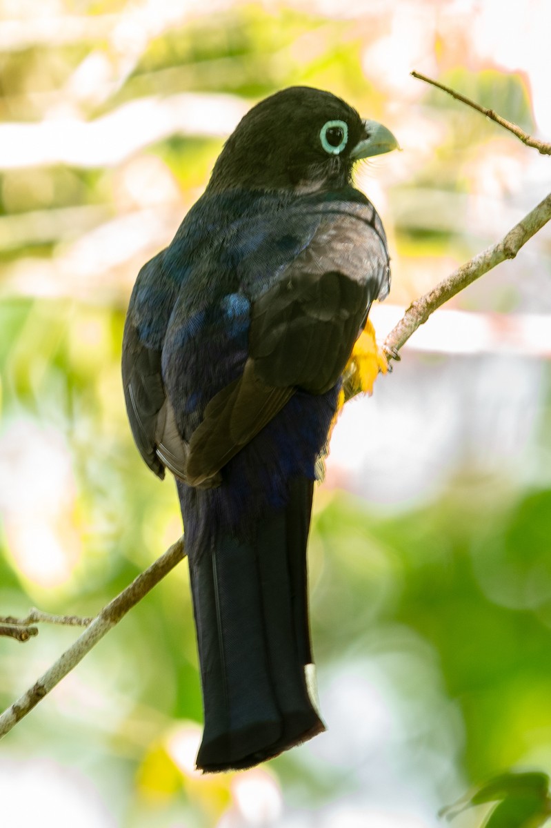 Black-headed Trogon - ML637587649