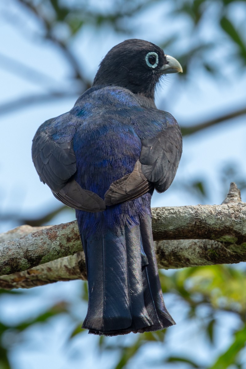 Black-headed Trogon - ML637587651