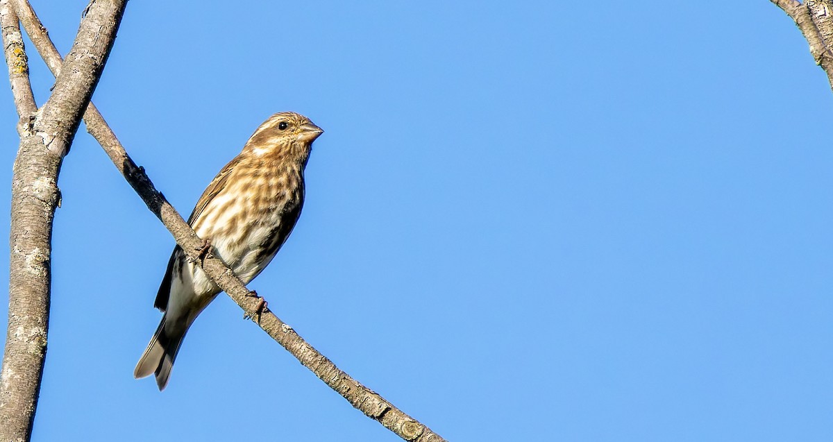 Purple Finch - ML637587652