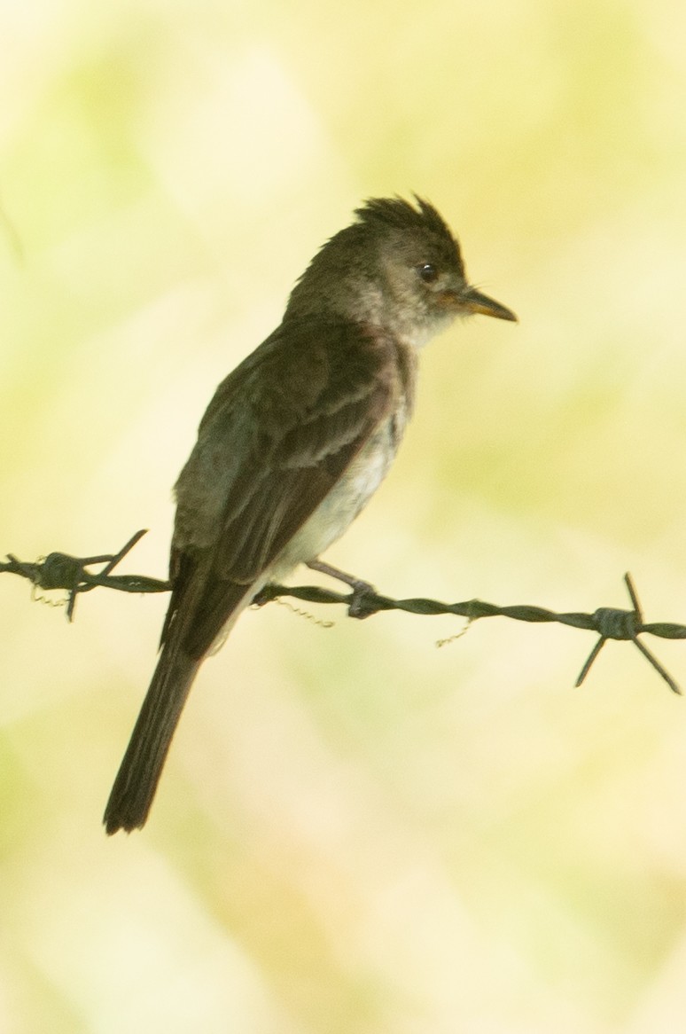 Northern Tropical Pewee - ML637587655