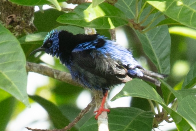 Red-legged Honeycreeper - ML637587675