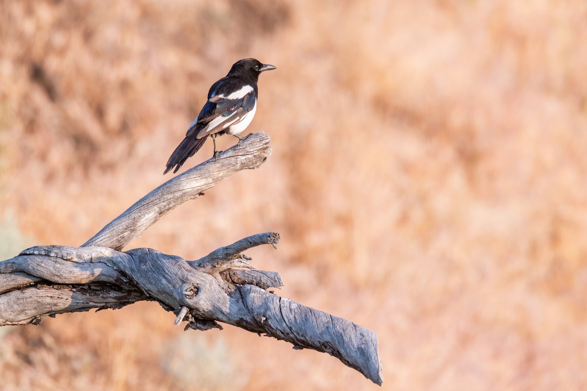 Black-billed Magpie - ML637587679
