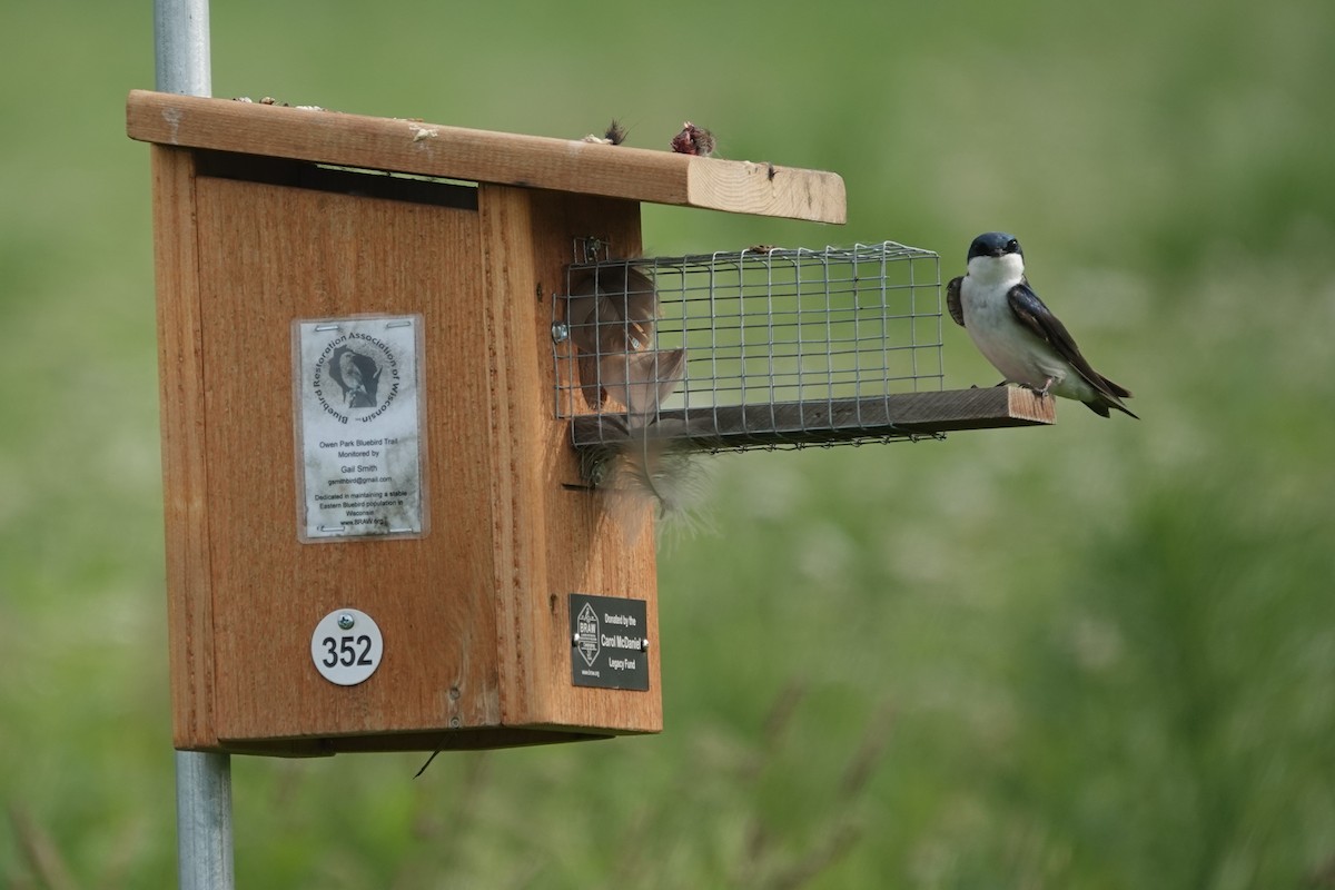 Tree Swallow - ML637587680